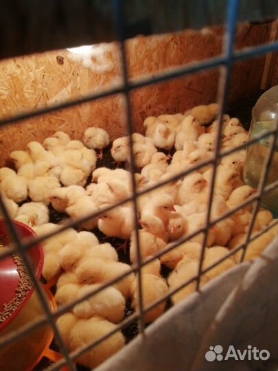 Яйца,мясо цыплёнок бройлер