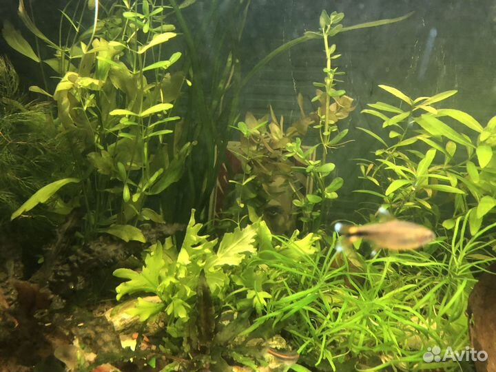 Криптокорина, погостемон роголистник и др для