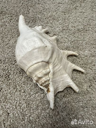 Ракушка морская большая