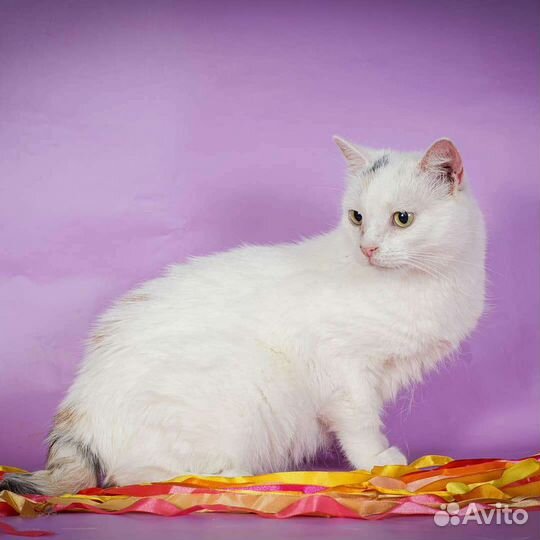 Кошка Сицилия (2 года)