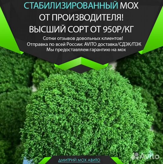 Стабилизированный мох ягель, для кашпо и декора