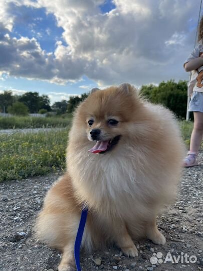 Ищем даму сердца