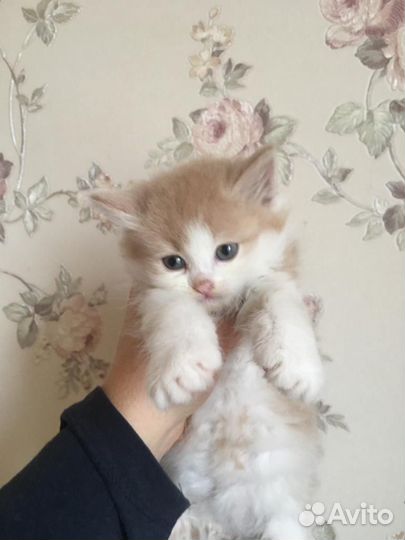 Кошечки в добрые руки