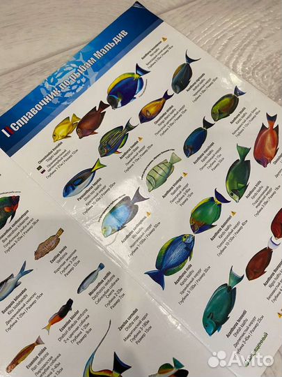 Справочник рыб Мальдив