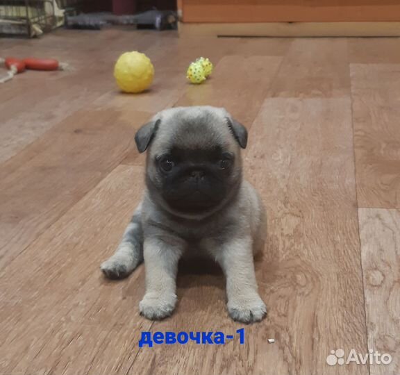 Щенки мопса