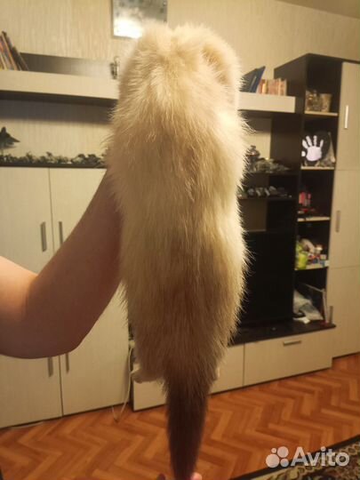 Хорек на вязку, бесплатно, ищем девочек