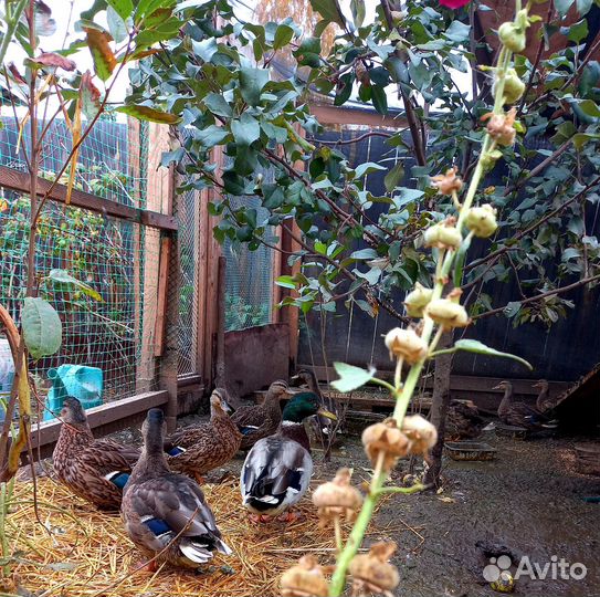 Селезни и утки подсадные