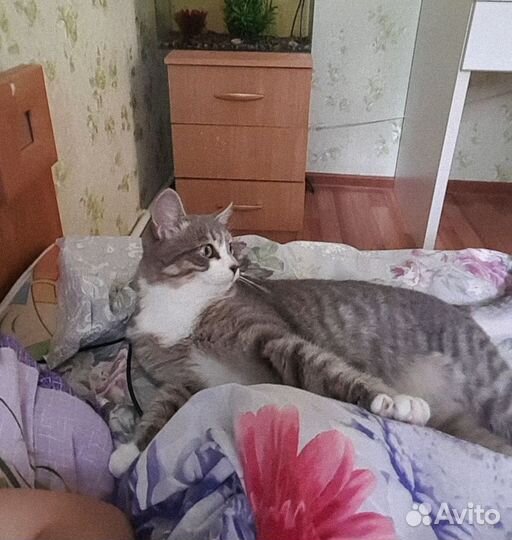 Котик в добрые руки