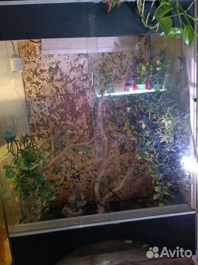 Террариум для рептилий бу