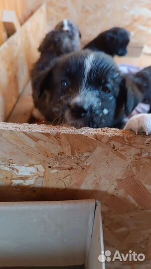 Хотим Домой, одна девочка