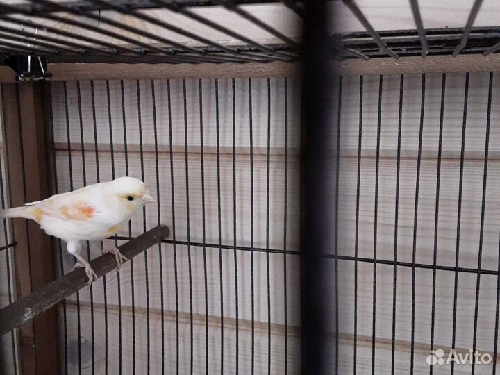 Кенара и канарейки