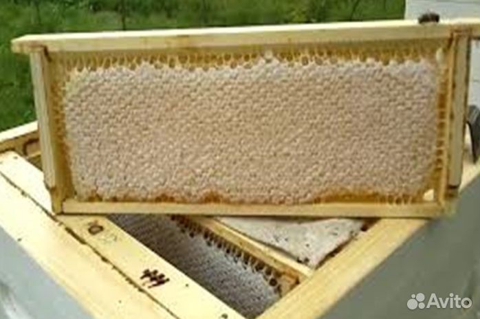 Мёд натуральный опт