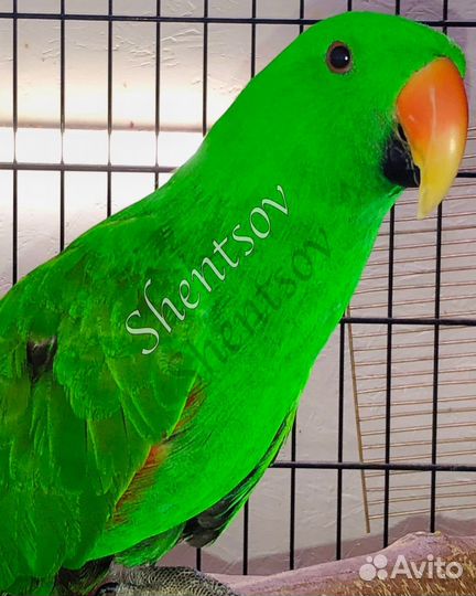 Пара взрослых эклектусов (благородных попугаев)