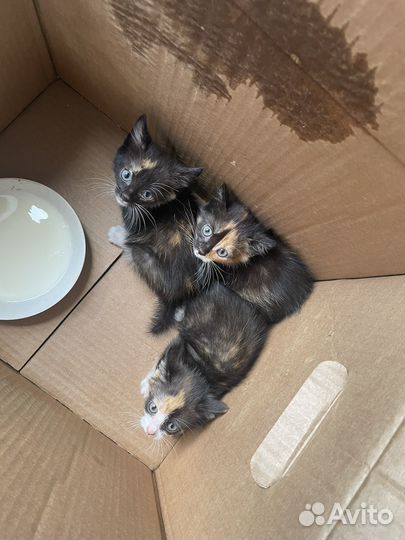 Домашние животные кошки