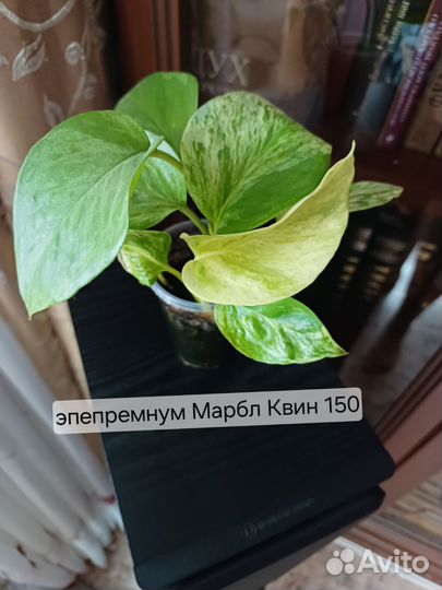 Эпепремнум марбл квин