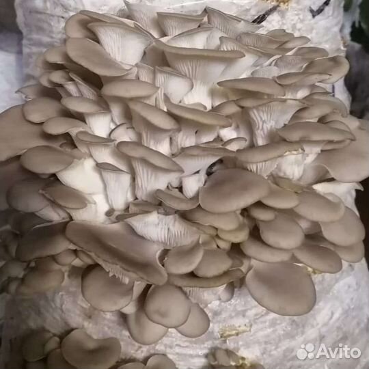 Готовые блоки Вешенки