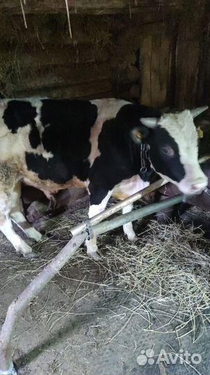 Продается бычок