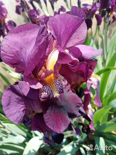 Ирис бордовый