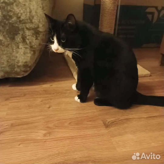 Молодая кошка