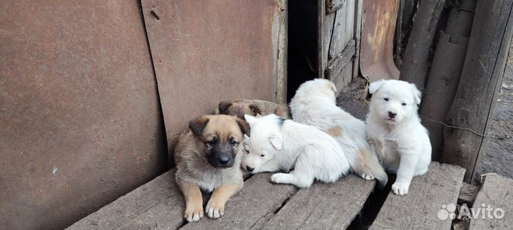Отдам щенков в добрые руки бесплатно