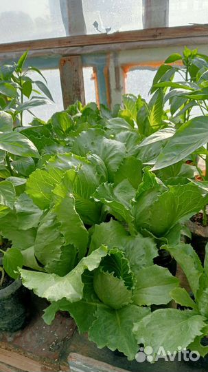 Рассада помидор перца баклажан салат качанный