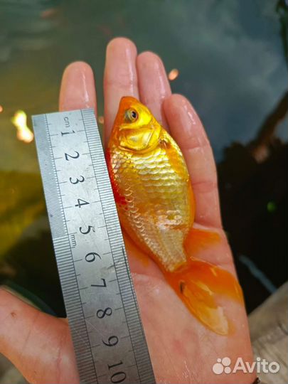 Рыбы для пруда