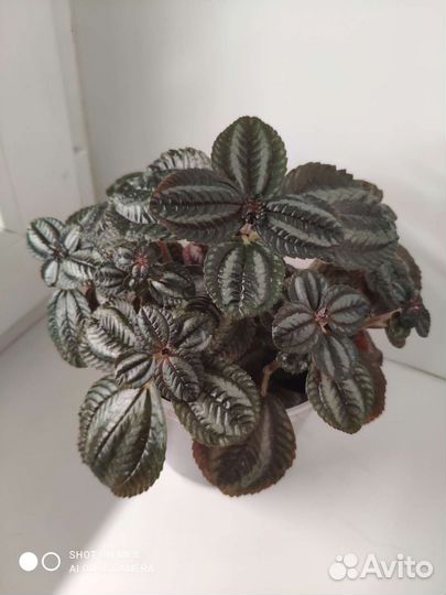 Пилея 3 сорта