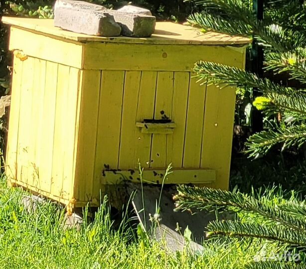 Продаются пчелы. Пчелиные семьи. Улья Пчелы и улья