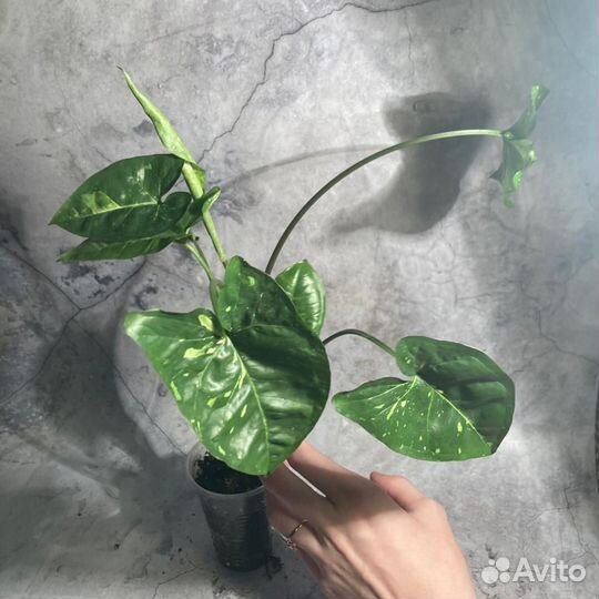 Сингониум панда