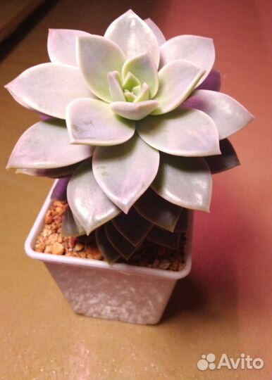 Graptoveria 'Inti Platense'