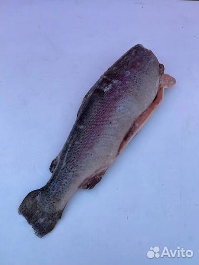 Форель Турция 1,4-1,8 / 2,7-3,6кг