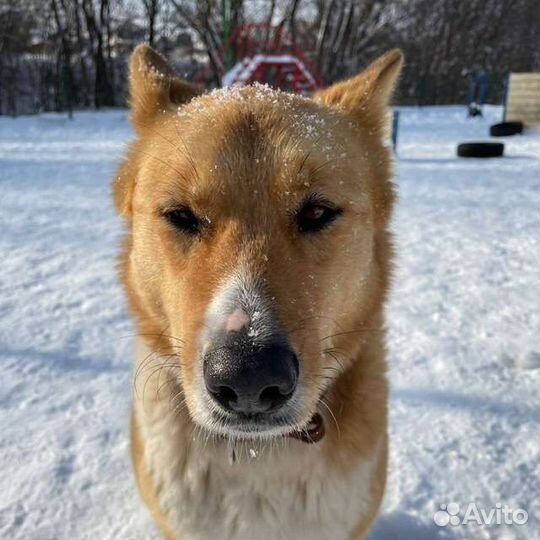 Потерялась Лайка