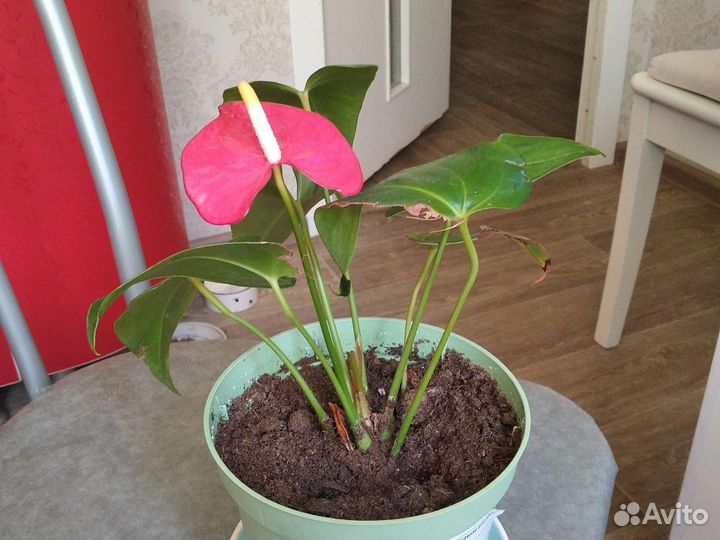 Комнатные цветы антуриум