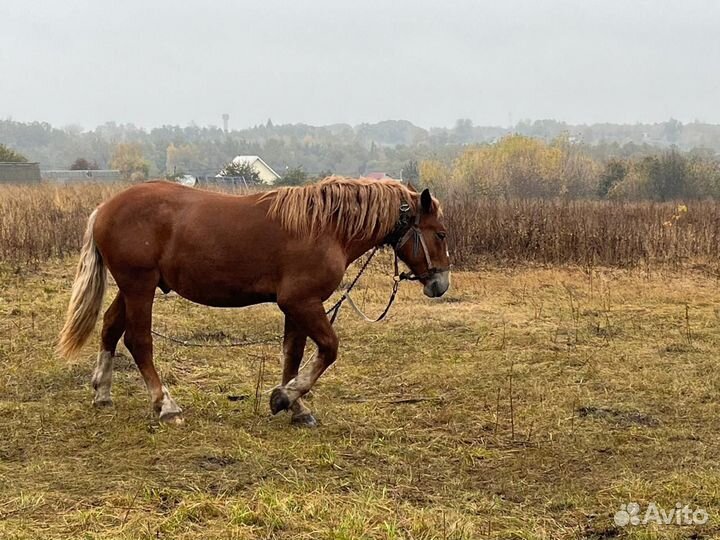 Лошадь (жеребец)