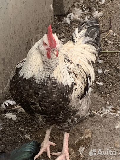 Продам молодых петушков