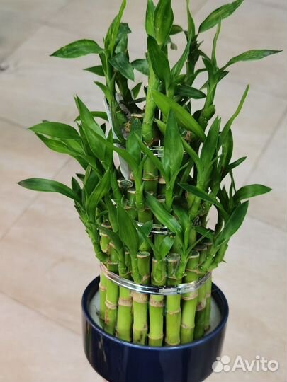 Бамбук Счастья или Драцена Лаки, комнатные цветы
