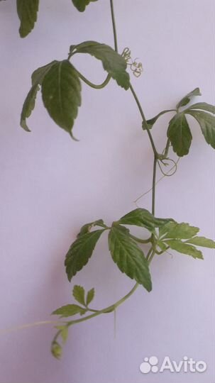 Гиностемма пятилистная