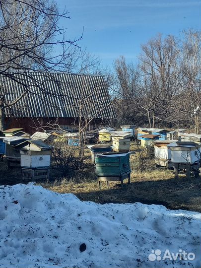 Продажа пасеки