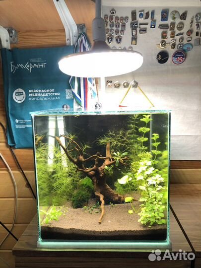 Аквариумистика