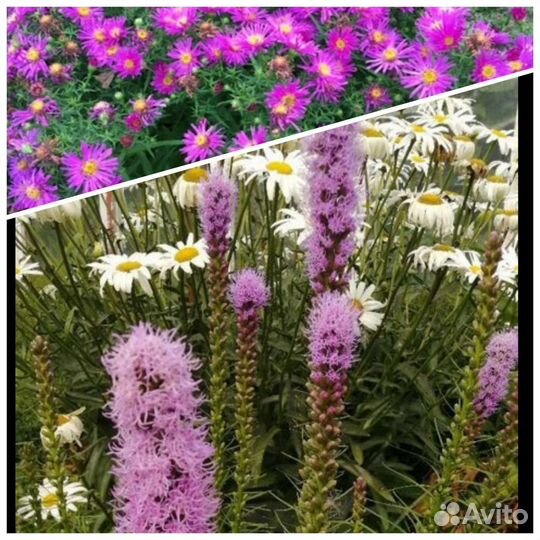Астра осенняя, лиатрис