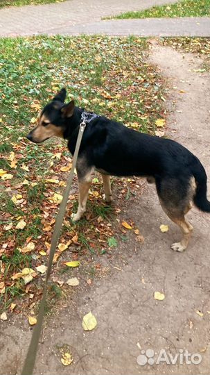 Собака в дар