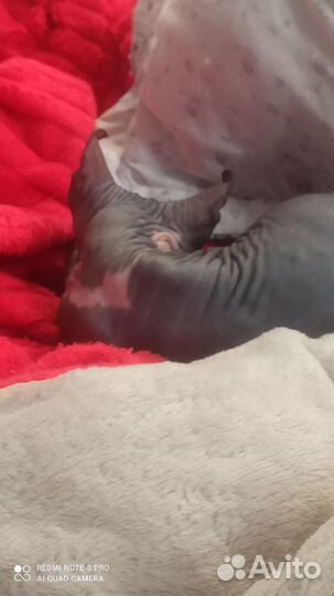 Канадский сфинкс котенок