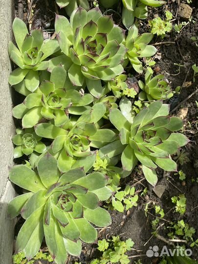 Молодило, мускари и др