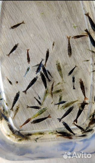 Аквариумные креветки