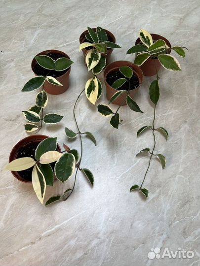 Хойя кримсон квин