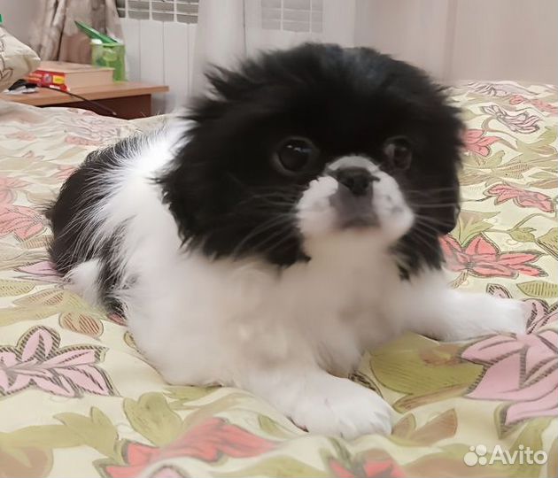 Японский хин