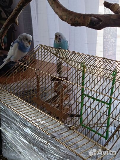 Волнистый попугай