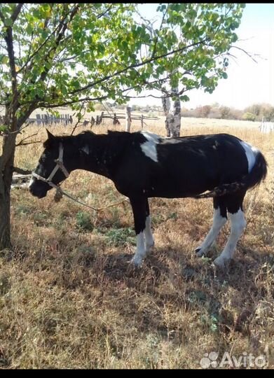 Продам жеребца 2.5 года