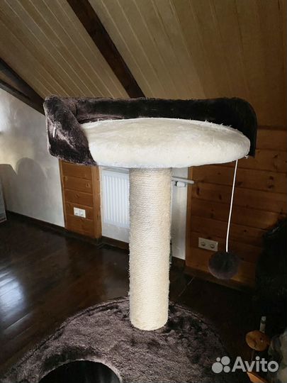 Домашние животные кошки