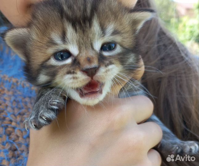 Кошка в дар бесплатно